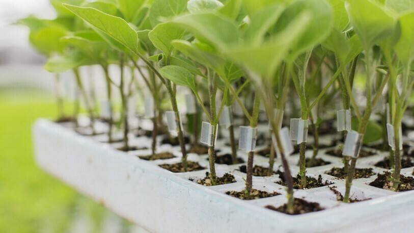 injerto-berenjena|las-ventajas-de-injertar-berenjena|Berenjena-plantas-microinjertadas|Berenjena-detalle-del-microinjerto|Brenjena-follaje